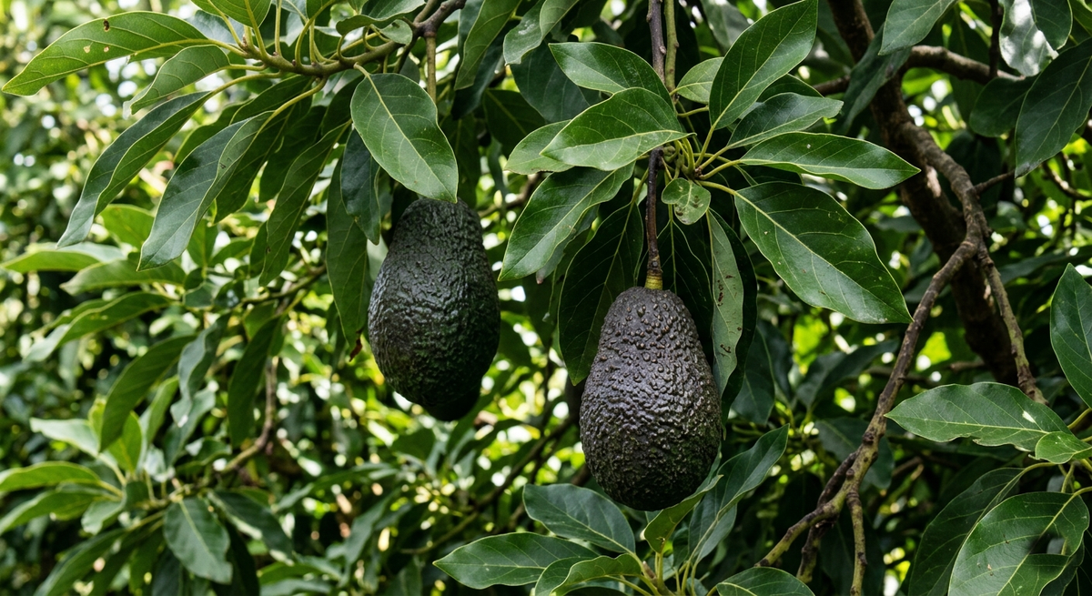 Avocados tucked in the leaves of the grove