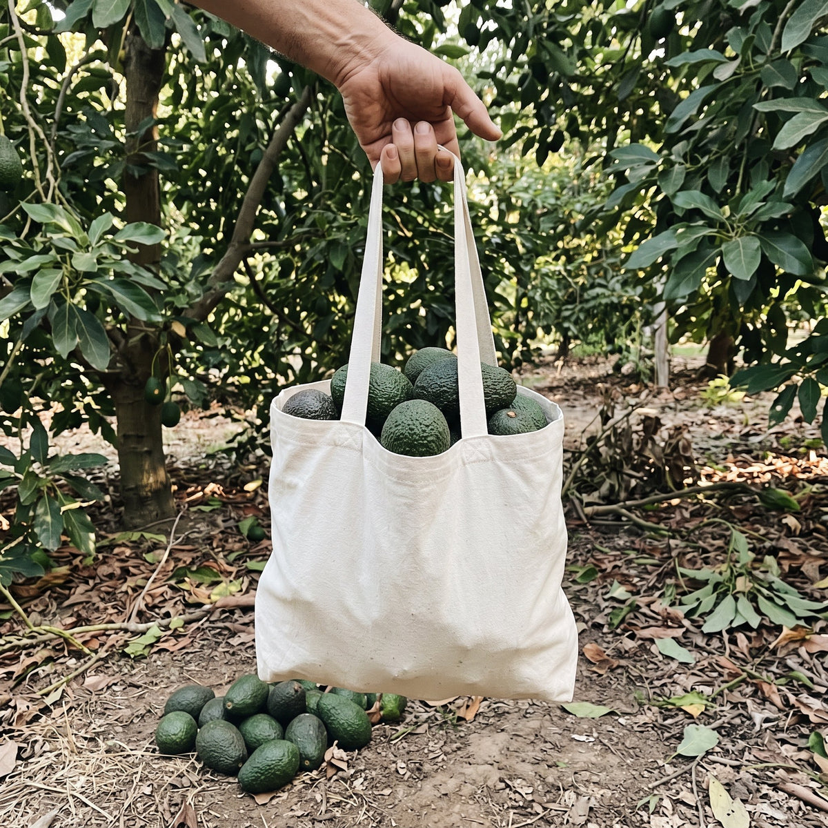 Full bag of avocados held up in the grove