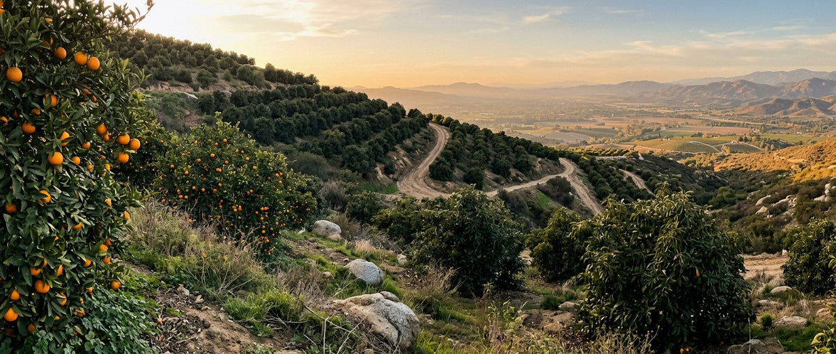Avocado and citrus hillside at golden hour, Zephyr Mountain Grove