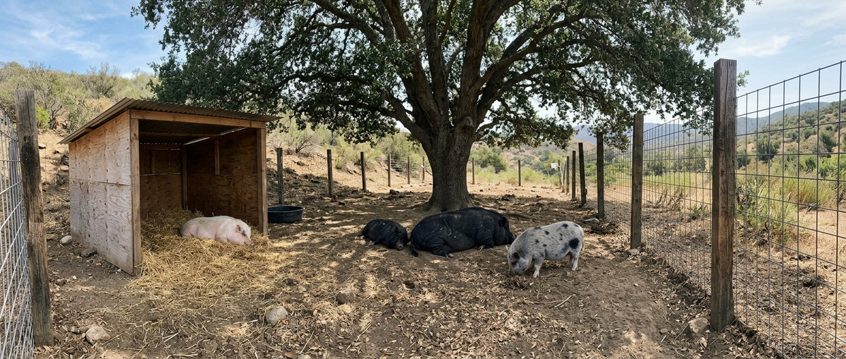 Pot-bellied pigs resting under the oak tree in the sanctuary pen