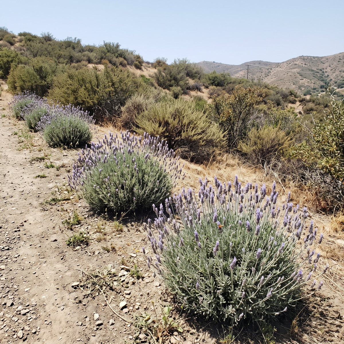 Lavender in bloom on a dry hillside
