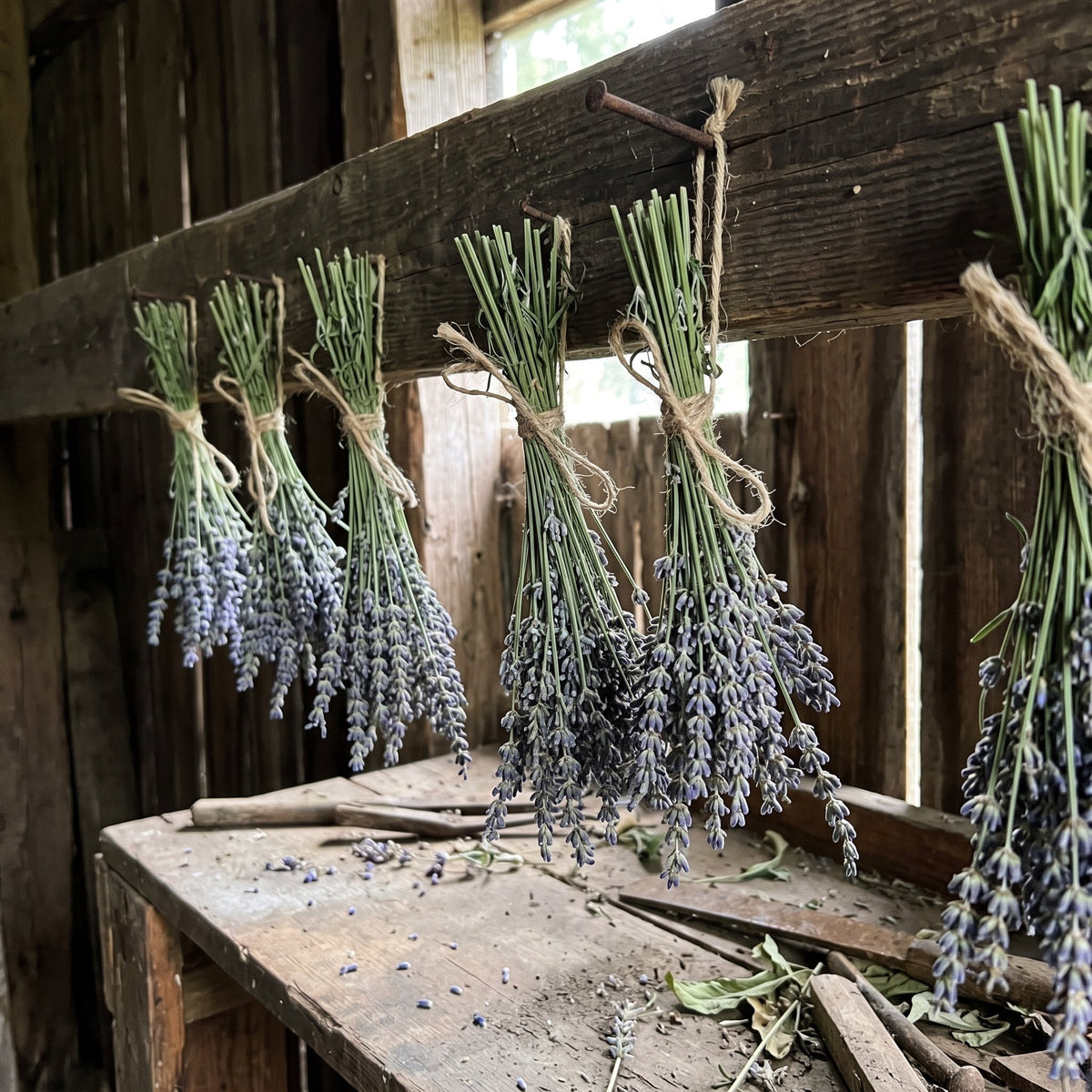 Lavender bundles drying in the barn