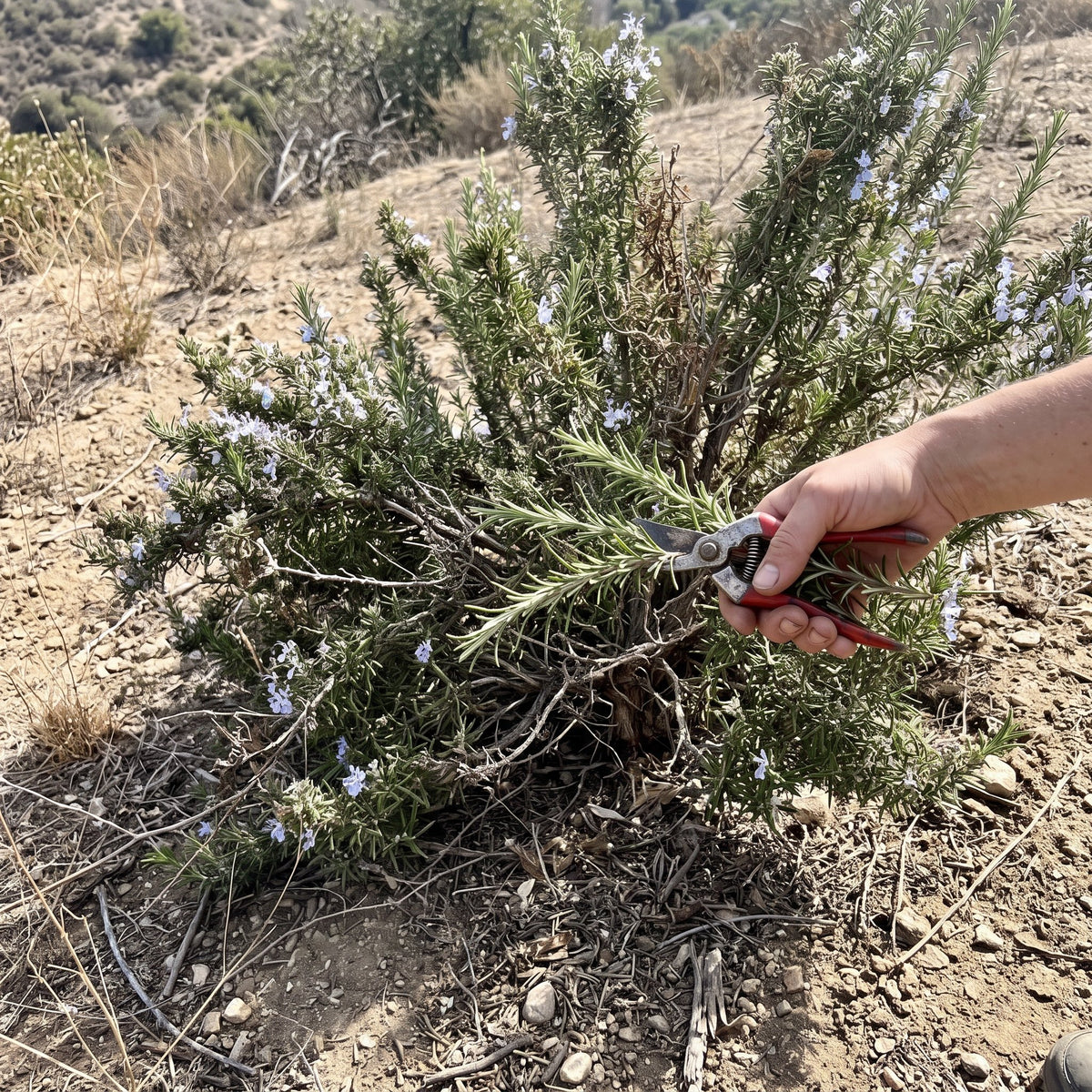 Cutting rosemary sprigs on the hillside
