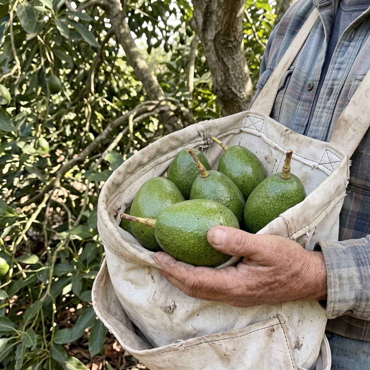 Freshly picked Zutano avocados in a picking bag